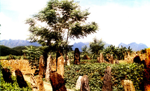 Nhiều hòn mồ trong khu mộ cổ Đống Thếch, xã Vĩnh Đồng (Kim Bôi) còn lưu giữ nhiều tư liệu về tục “ma khô” của người Mường Hòa Bình (ảnh:T.L)
